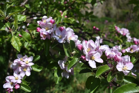 Apple tree blossom
